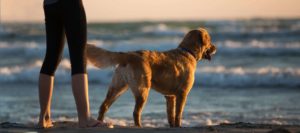 Dog-with-mentor-on-sea-shore