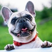 Pet-services-31-1-free-img Dog