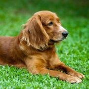 Pet-services-31-7-free-img dog
